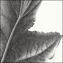 Pin Oak Leaf 3