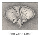 pineconeseed