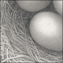 Eggs in a Nest 2